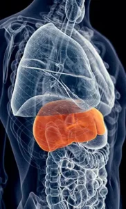 liver